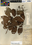 Eugenia aeruginea DC., Belize, W. A. Schipp 485, F